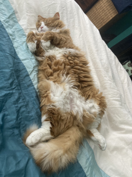 Let's see your relaxed cats