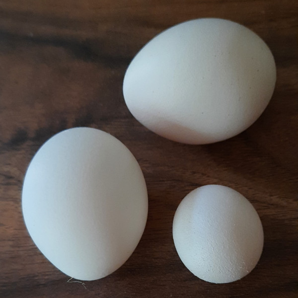 Who wants to see a giant egg