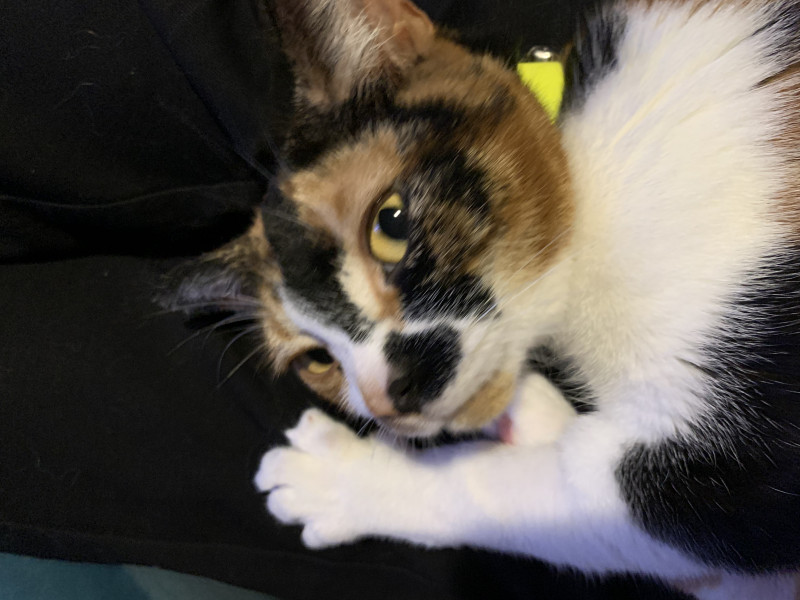 Friday Felines