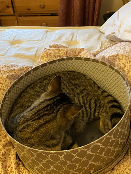 Let's see your relaxed cats