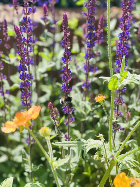 Anyone else following RHS Chelsea?