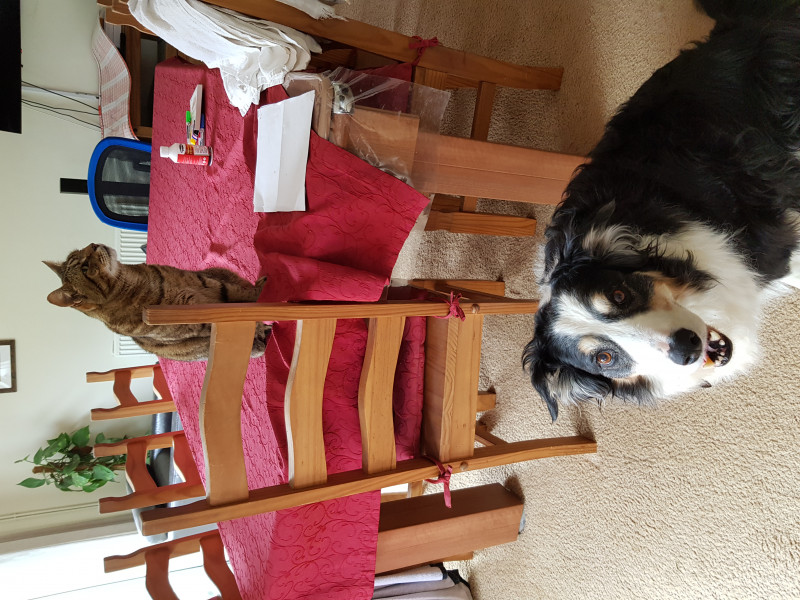 Images rotating when I press post. HELP!