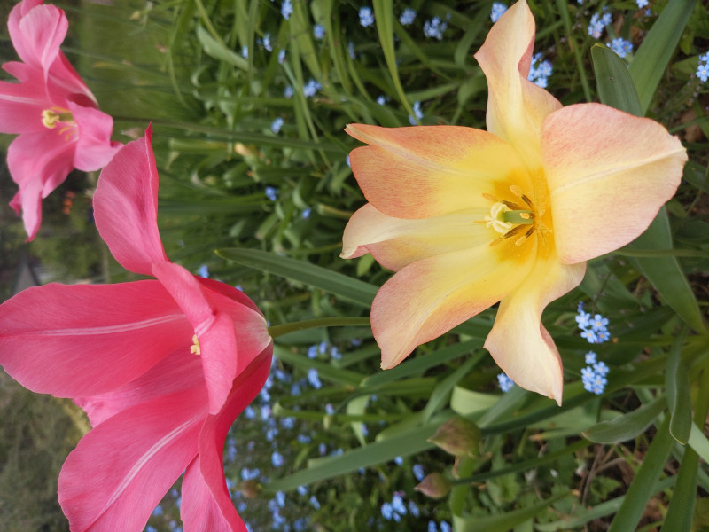 Are these the very best tulips?