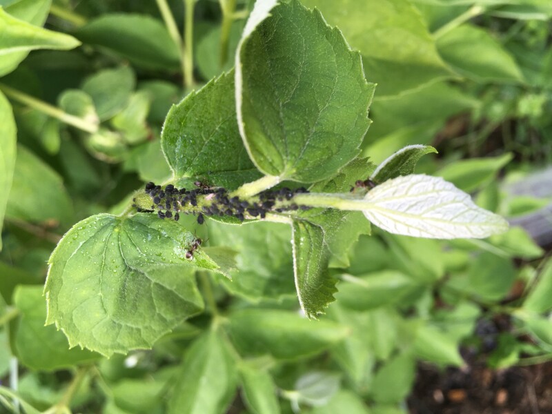 What are these bugs? (With pics)
