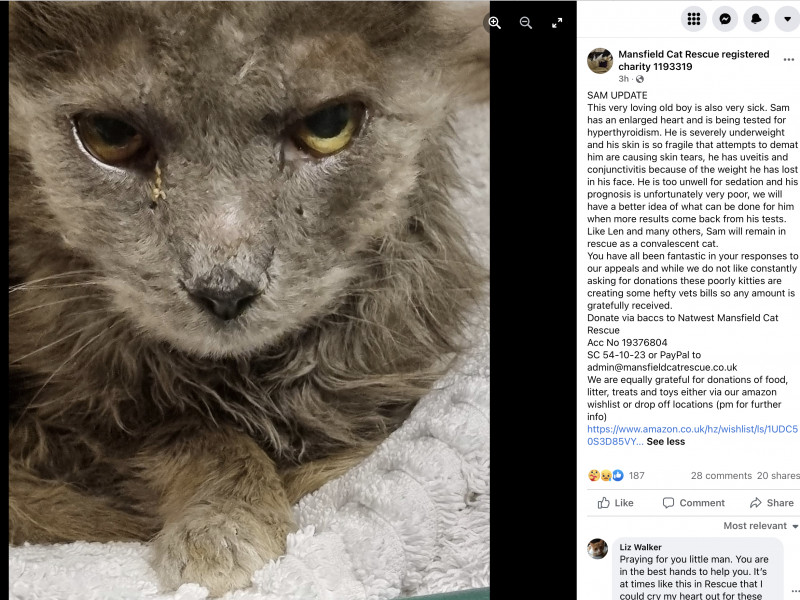 Not sure how much to intervene with this cat.