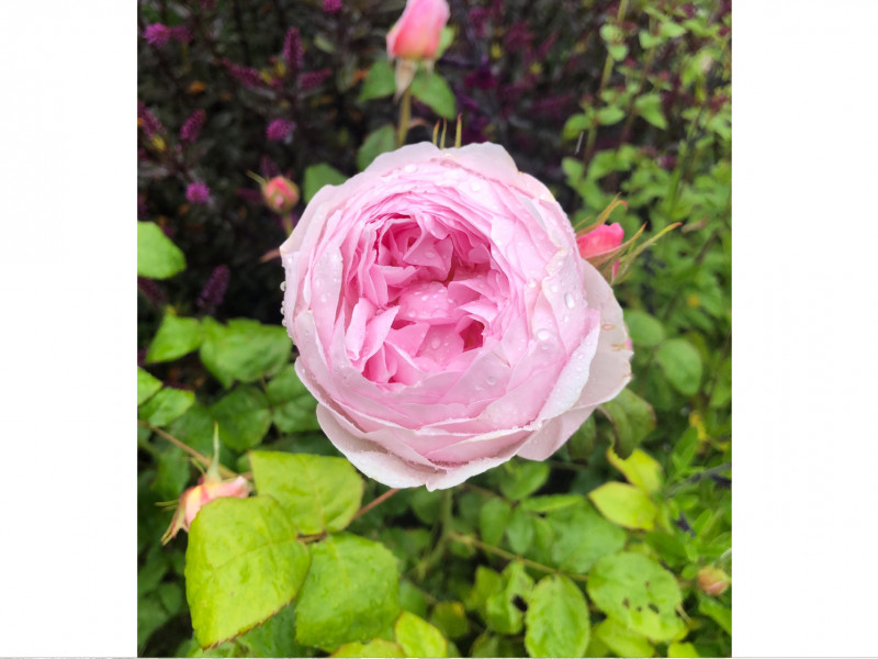 David Austin - The Generous Gardener 