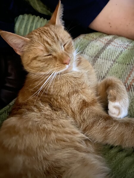 What has your experience of ginger  cats been ? 