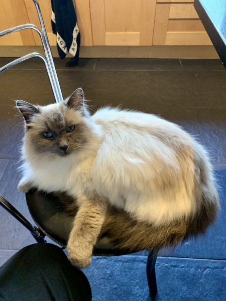 Friday Felines