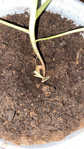Are these going to die?