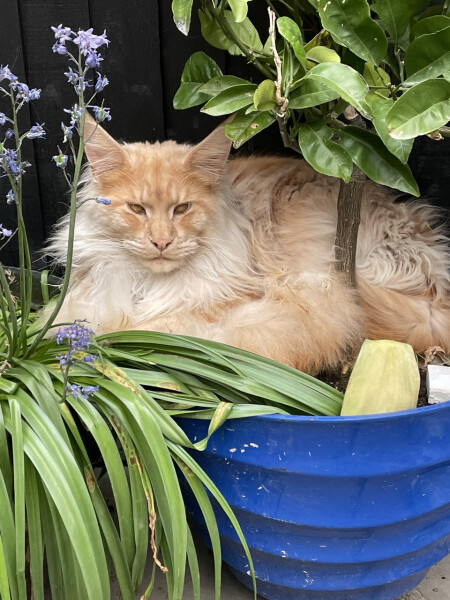 What has your experience of ginger  cats been ? 