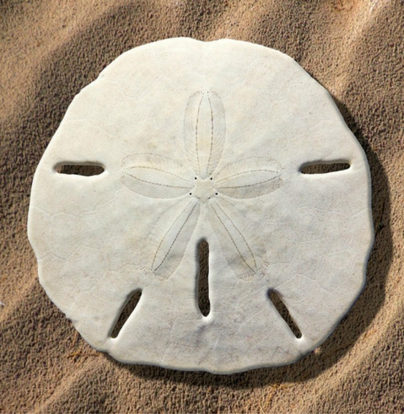 Can anyone please tell me what this is? (Found on beach in Pembrokeshire)