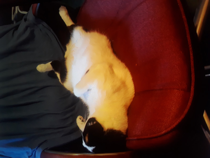 Let's see your relaxed cats