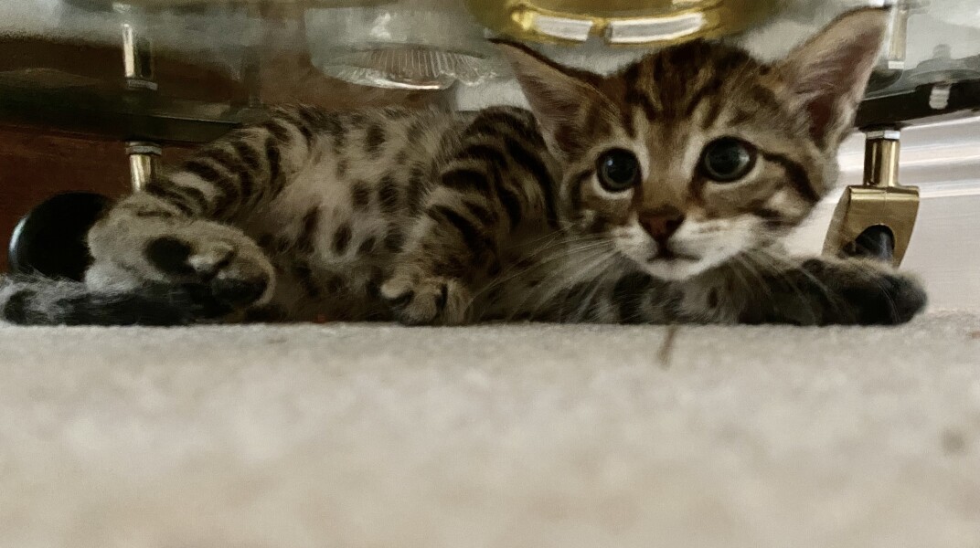 Cat photo thread