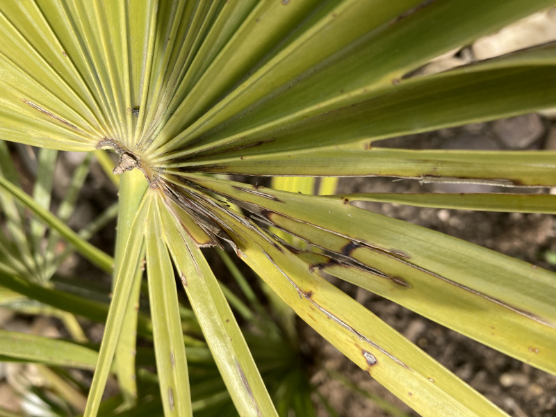 Chamerops Humilis Palm(pics)