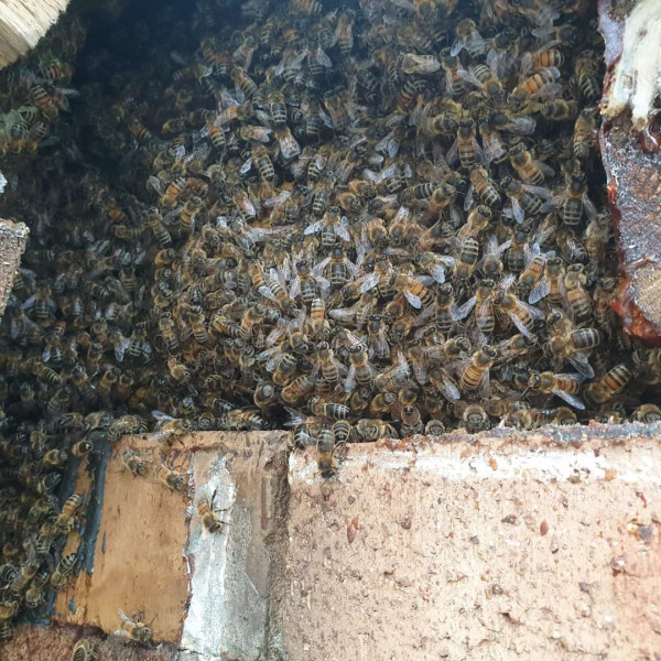 Bees setting up home in my porch canopy