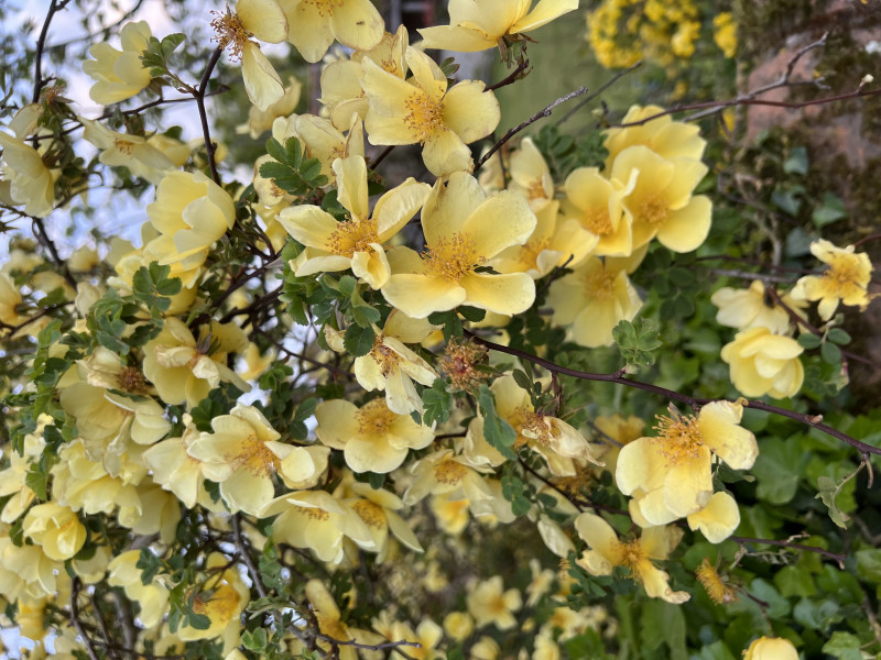 What tree/shrub is this please?