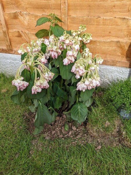My potted hydrangea is dying!