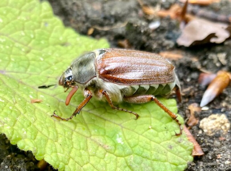 Can anyone identify this beetle (big) in my garden?