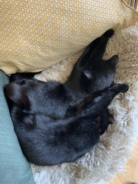 Let's see your relaxed cats