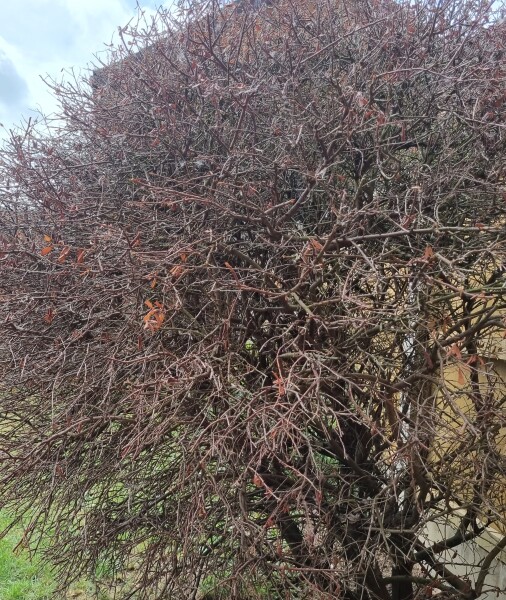 HELP...What on earth's happened to this bush!!!