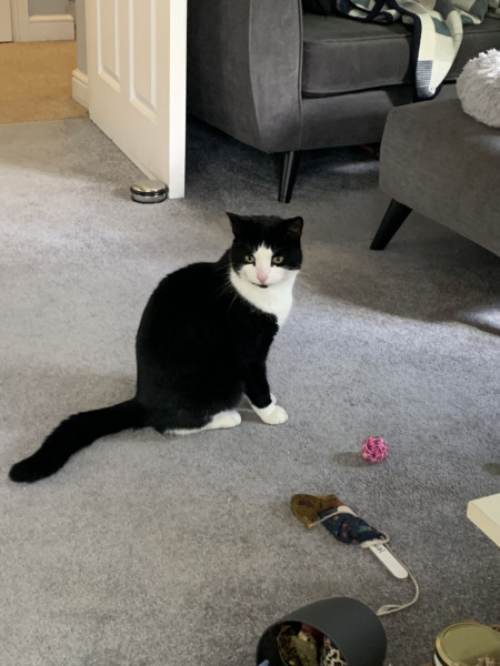 Not my cats and friends