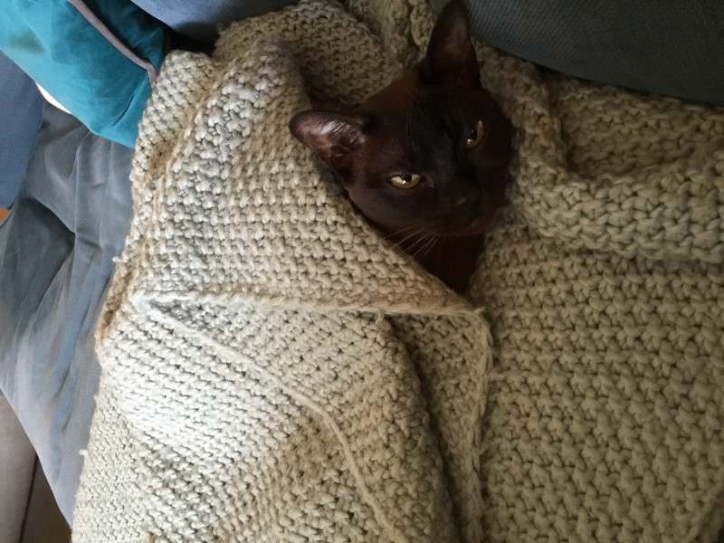 Let's see your relaxed cats