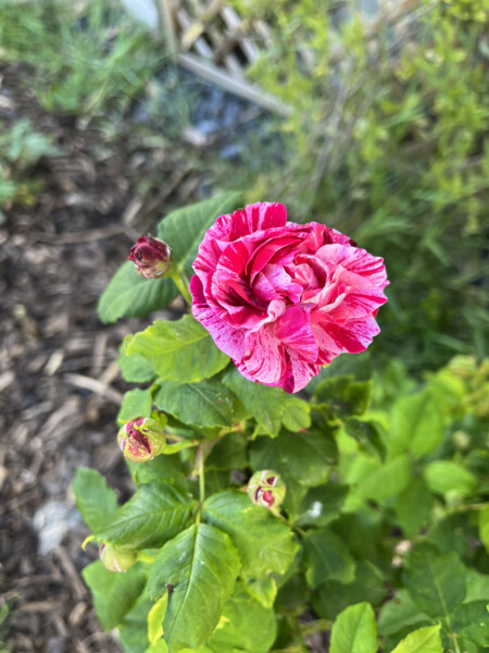 Show Us Your Pictures 6