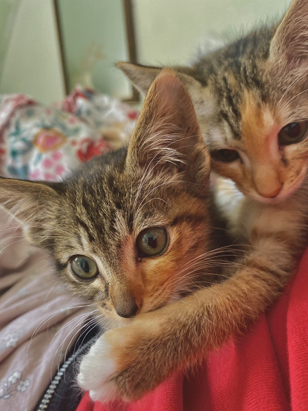 Tiny kitten advice ( 13 weeks )