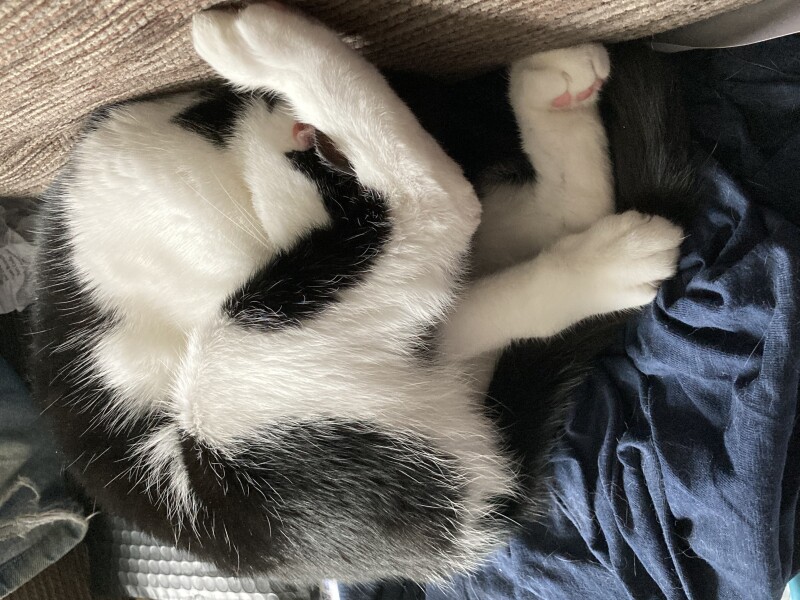 To regret adopting the cat after a day