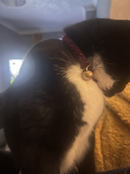 What have you done to annoy your cat today?