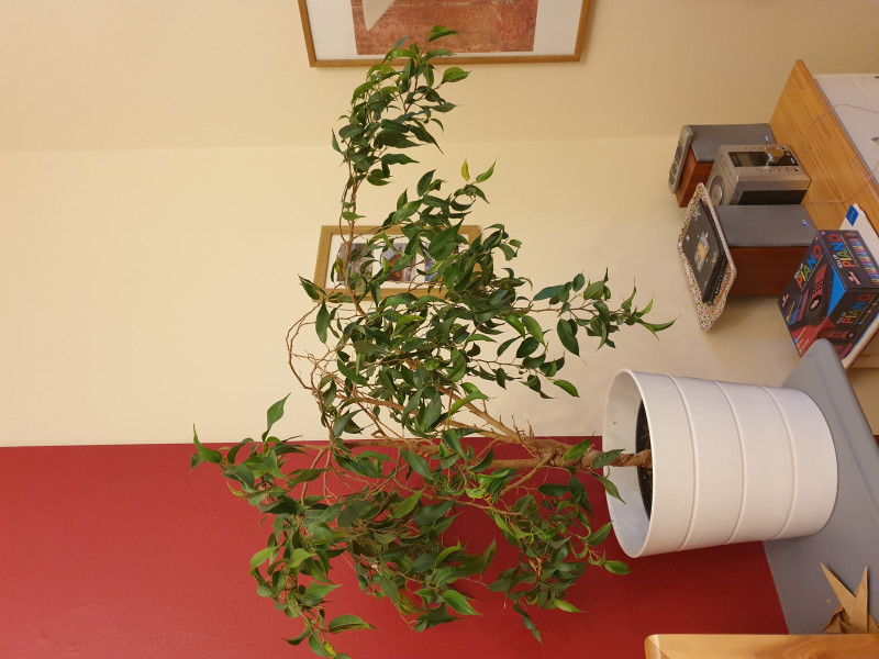 Plants that give you most pleasure and their stories