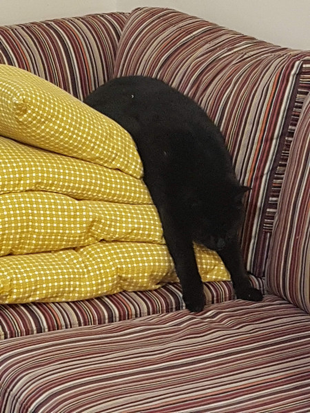 Let's see your relaxed cats