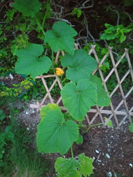 👶 Due November 2022 - part II 🎆