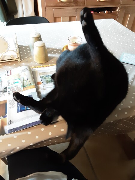 Cat photo thread