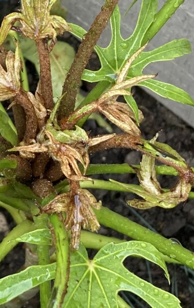 Fatsia  Polycarpa Green Fingers - What do I do with this & why it’s gone like this?!
