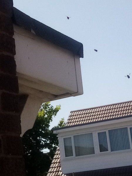 Bees setting up home in my porch canopy