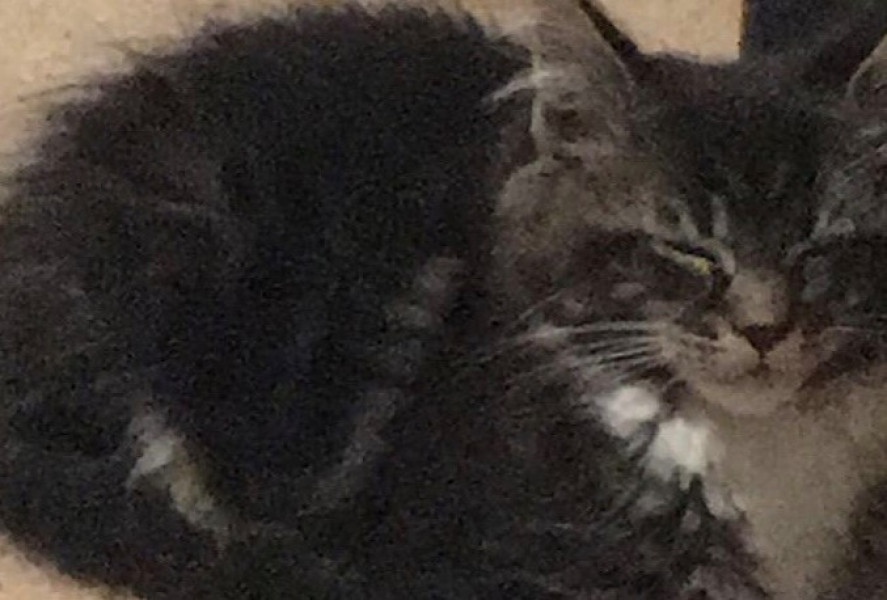 Cancer support thread #82