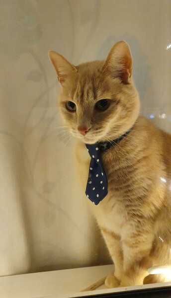 What has your experience of ginger  cats been ? 
