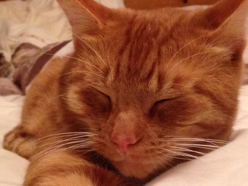 What has your experience of ginger  cats been ? 