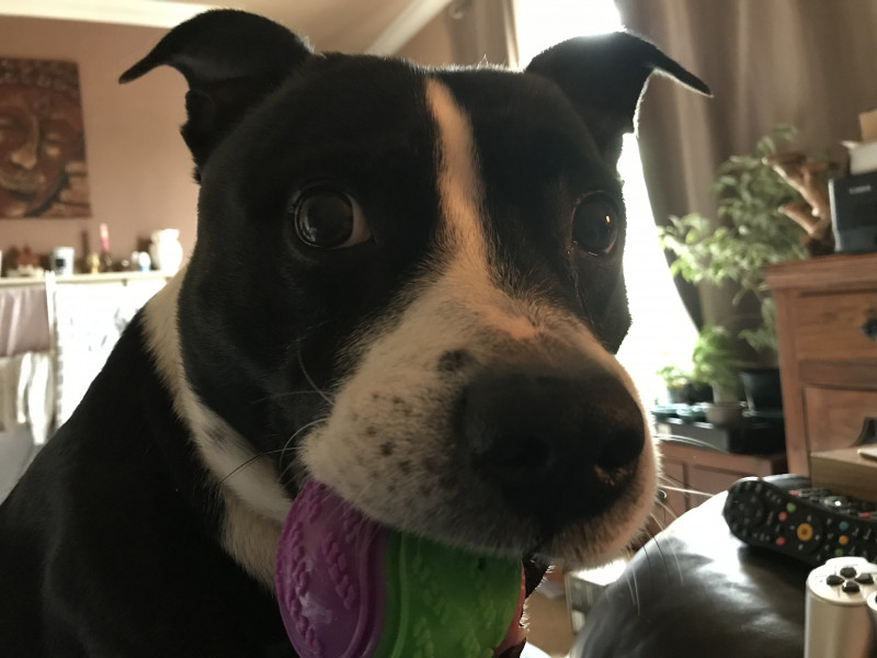 What other owners say  good and bad about your dog