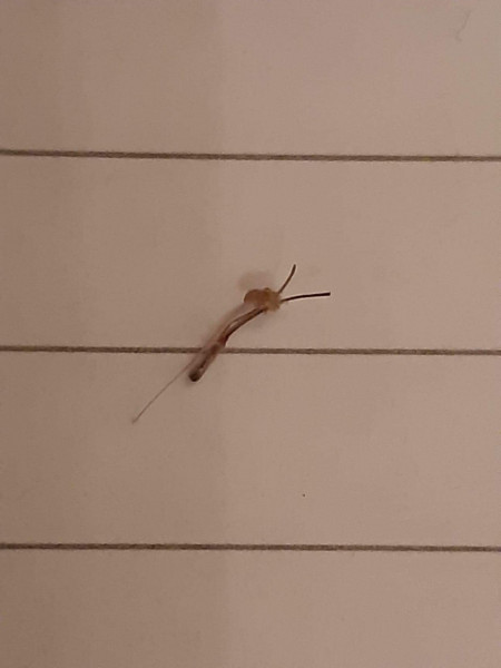 KLAXON what the fuck is this? Pic warning.