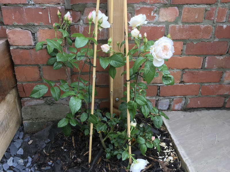 David Austin - The Generous Gardener 