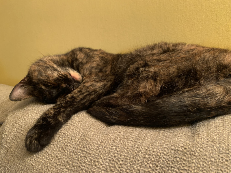 Let's see your relaxed cats