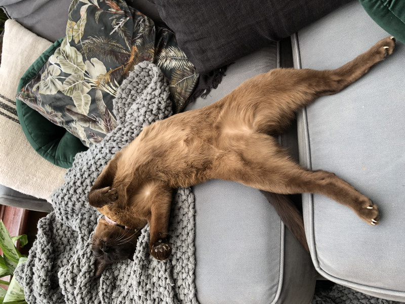 Let's see your relaxed cats