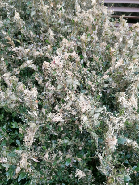 Can you help identify what's attacked my plant please. 