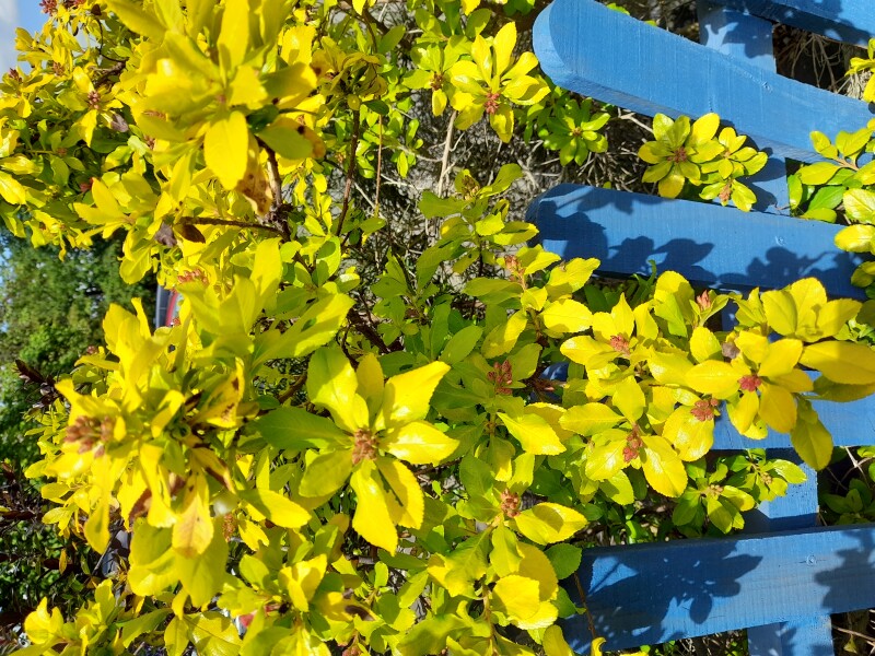 Anyone know what this plant is?