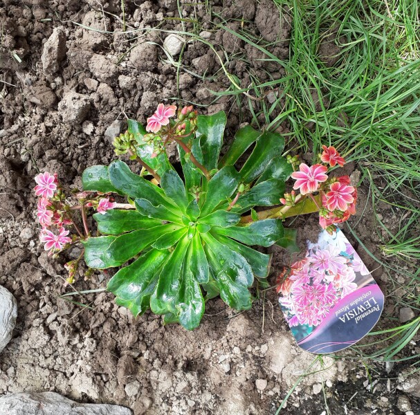 Lewisia cotyledon