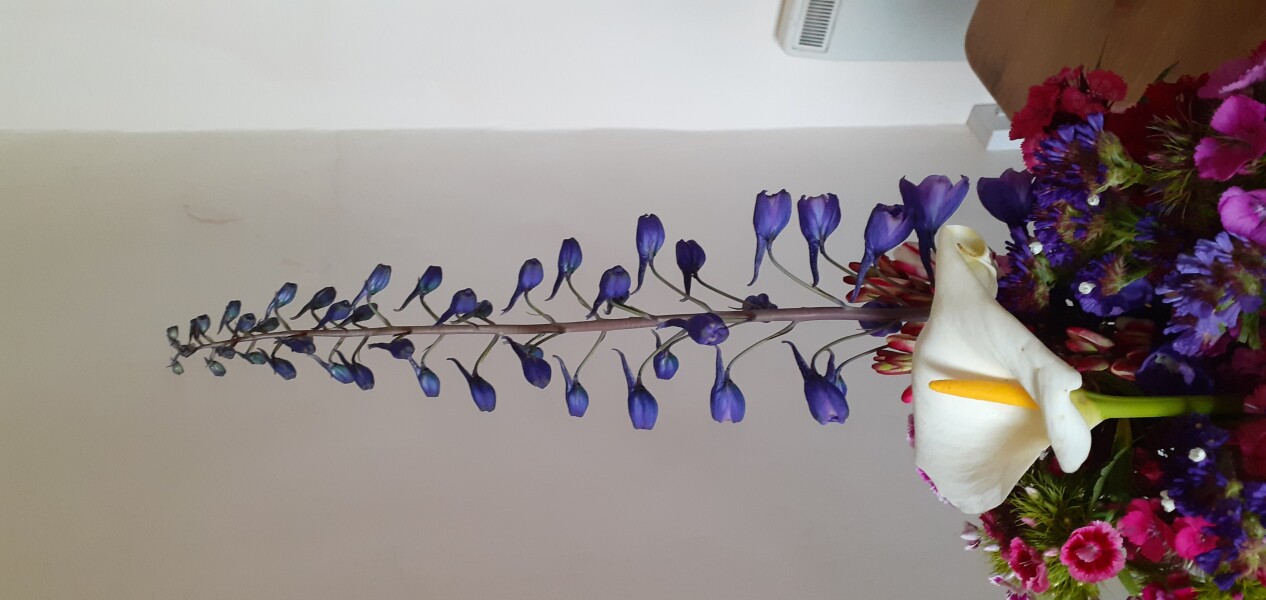 What is this plant please