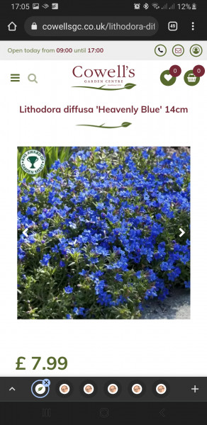 What are your favourite blue flowers?