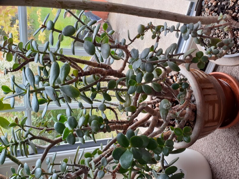 Jade Money Tree 